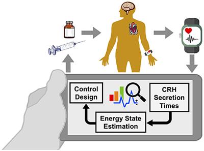 Closed-Loop Fuzzy Energy Regulation in Patients With Hypercortisolism via Inhibitory and Excitatory Intermittent Actuation